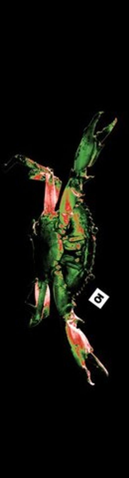 Купить Шкурка Юнион RAK